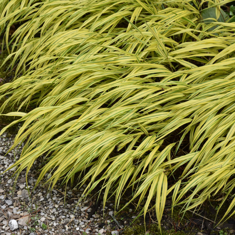 HAKONECHLOA GOLDEN VARIEGATED
