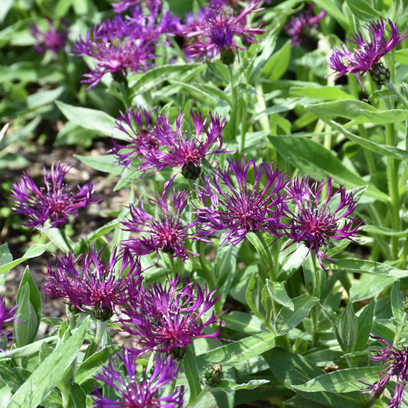 CENTAUREA AMETHYST DREAM