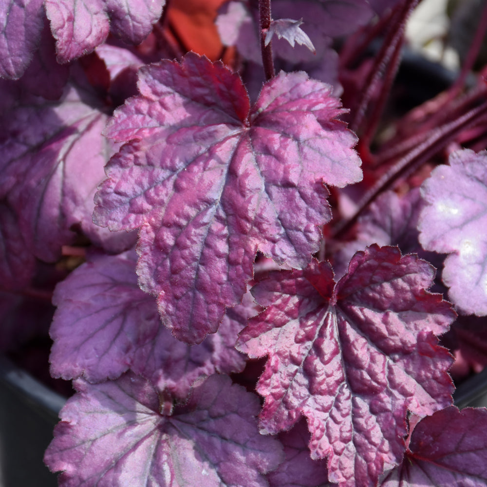 HEUCHERA ELECTRIC PLUM