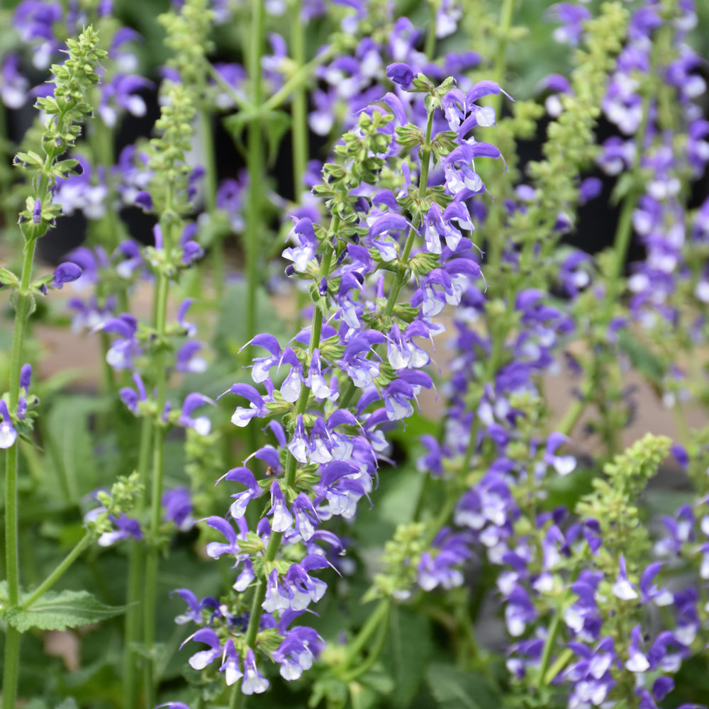 SALVIA AZURE SNOW