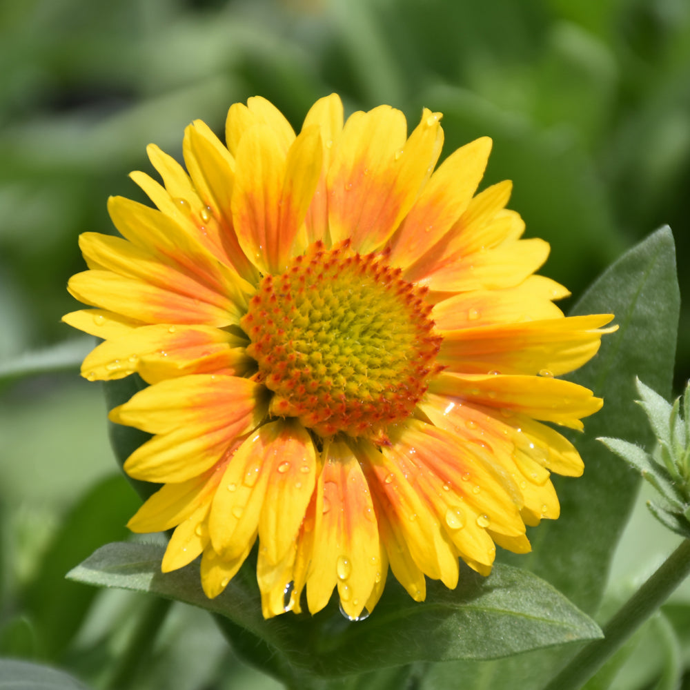 GAILLARDIA ARIZONA APRICOT