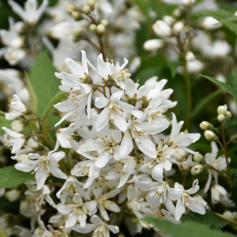 DEUTZIA YUKI SNOWFLAKE