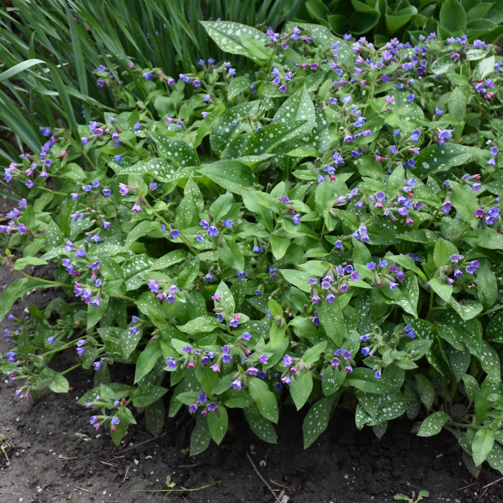PULMONARIA DARK VADER