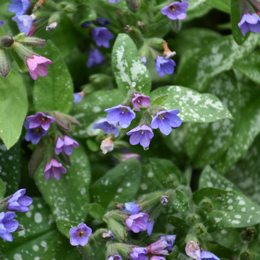 PULMONARIA DARK VADER