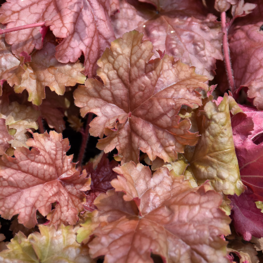 HEUCHERA CARNIVAL PEACH PARFAIT