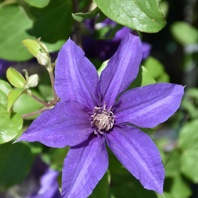CLEMATIS SACHA
