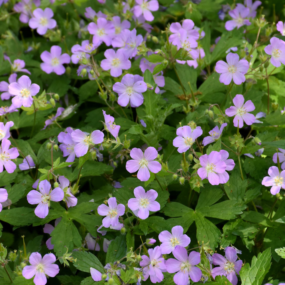 GERANIUM MACULATUM