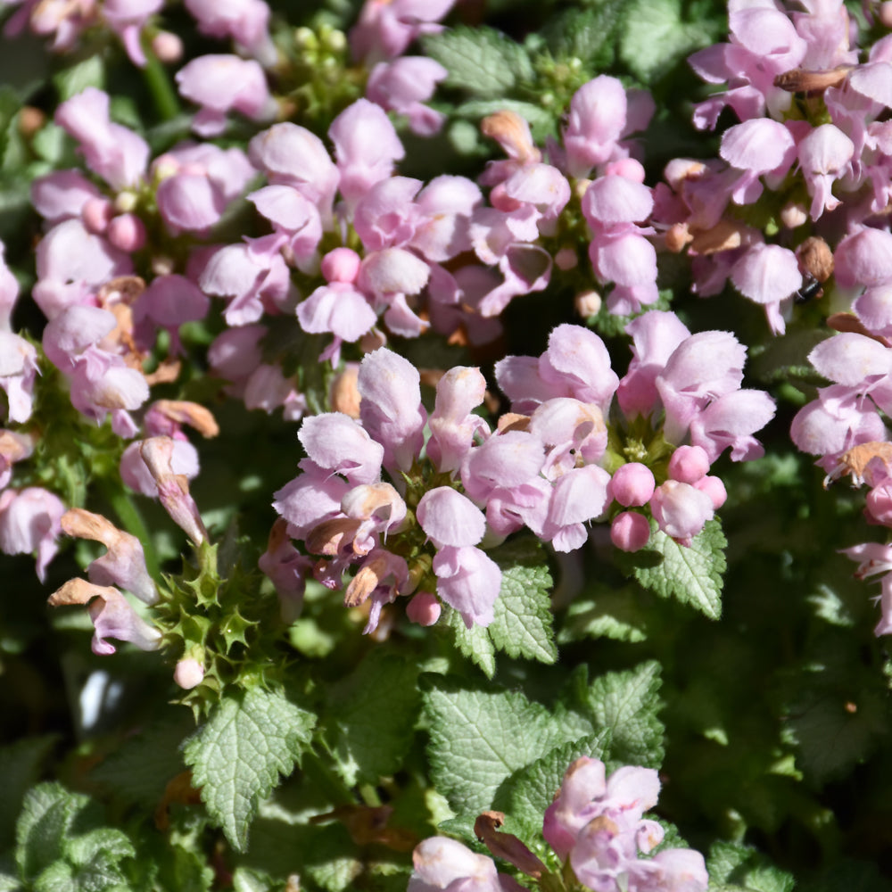 LAMIUM MACULATUM PINK PEWTER