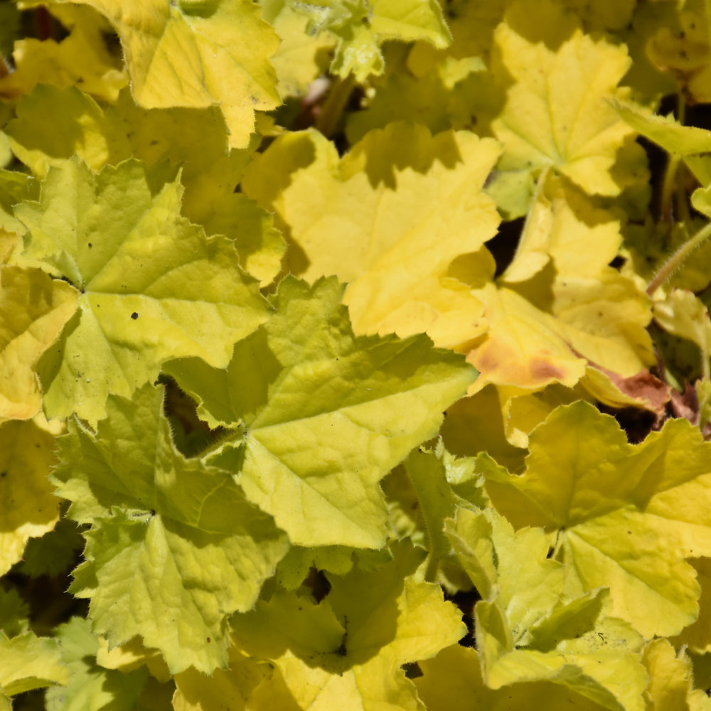 HEUCHERA PRIMO PRETTY PISTACHIO