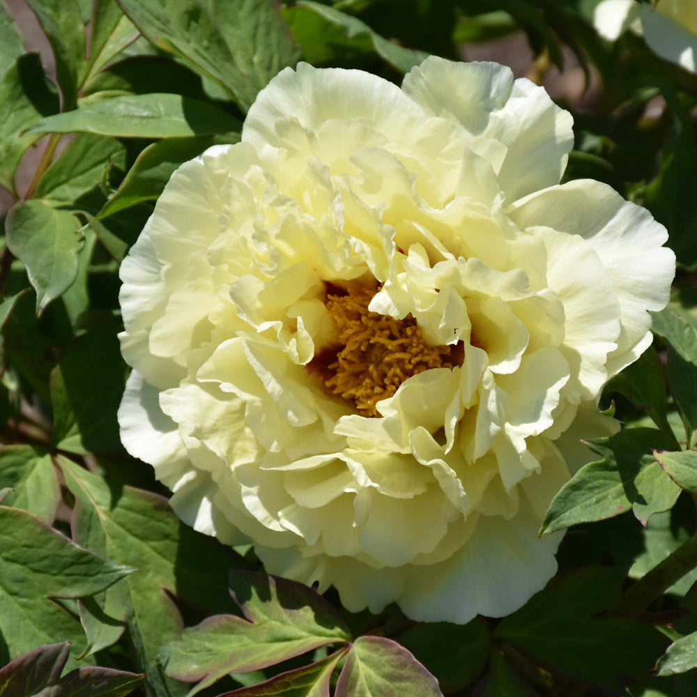 PAEONIA HIGH NOON