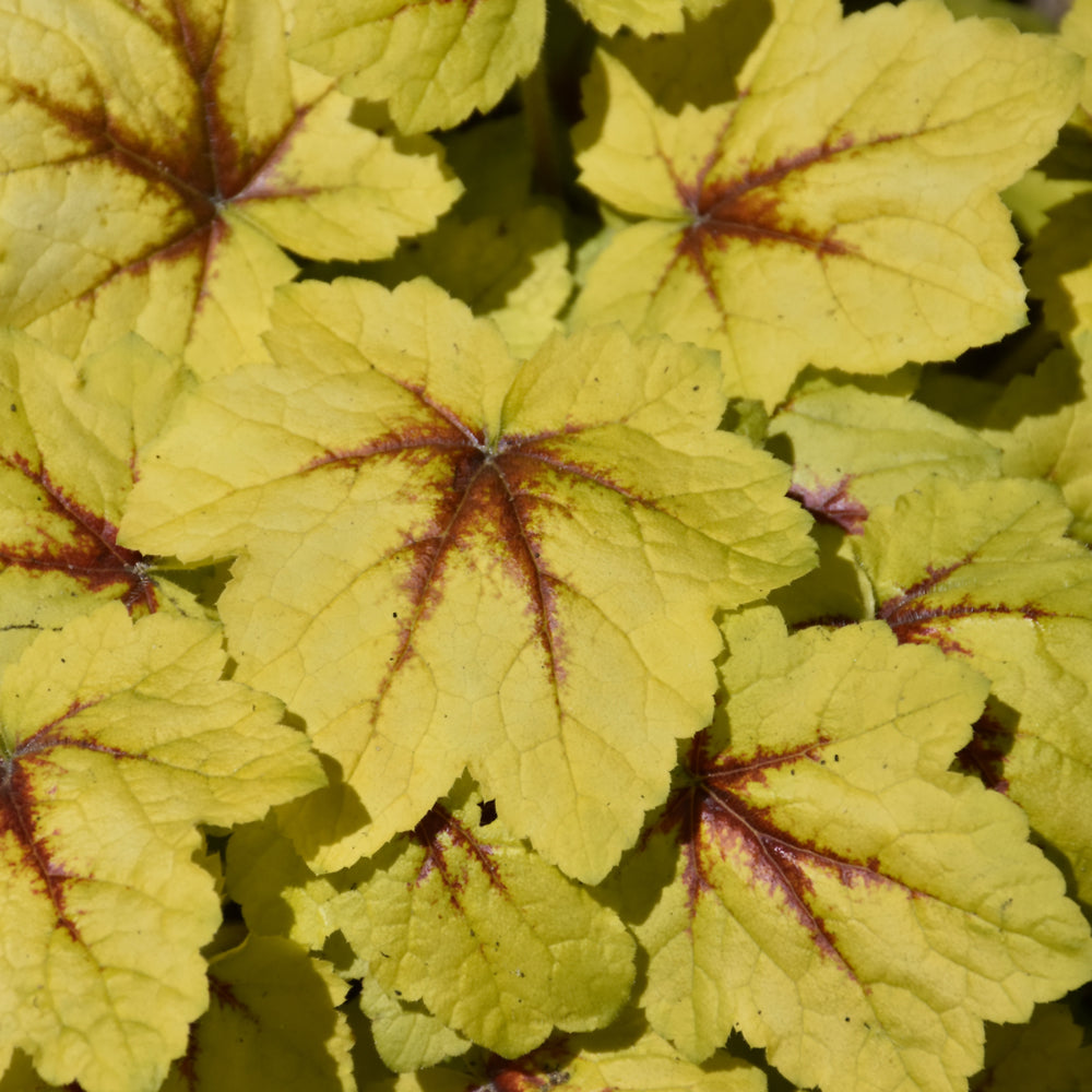 HEUCHERELLA CATCHING FIRE