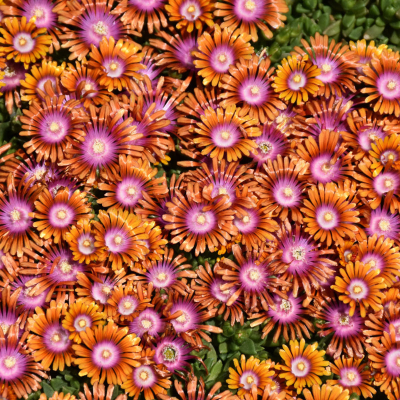 DELOSPERMA FIRE SPINNER