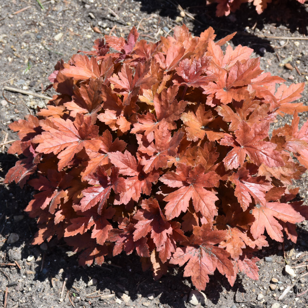 HEUCHERELLA HOPSCOTCH