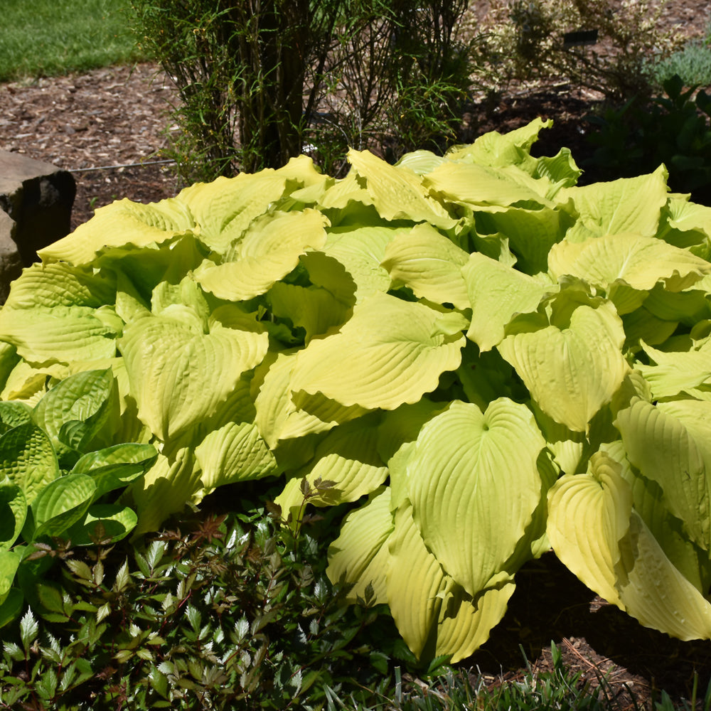 HOSTA DANCING QUEEN