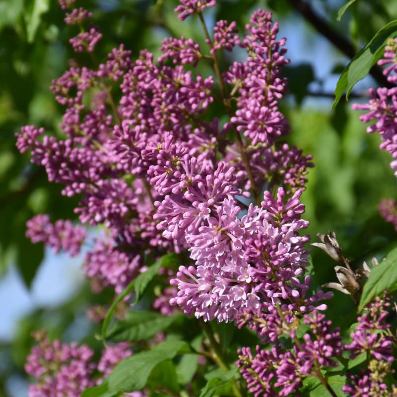 LILAC RED WINE