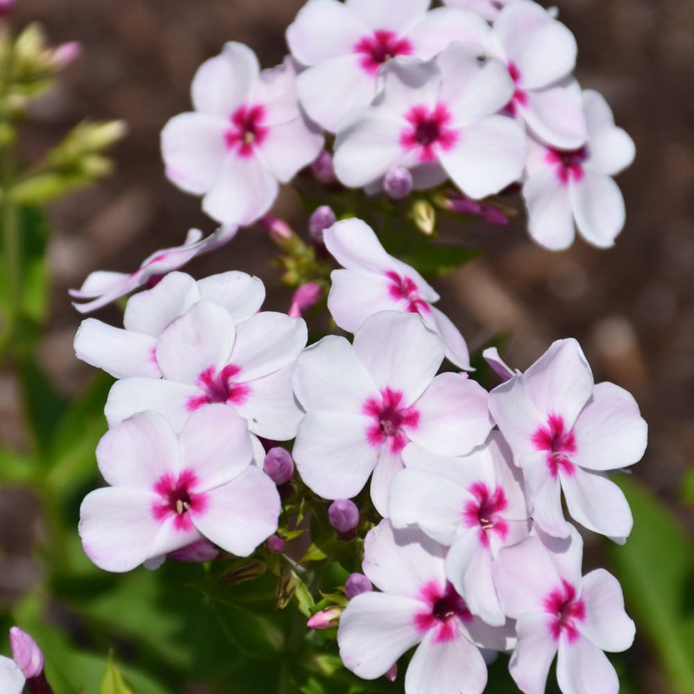 PHLOX FLAME WHITE EYE
