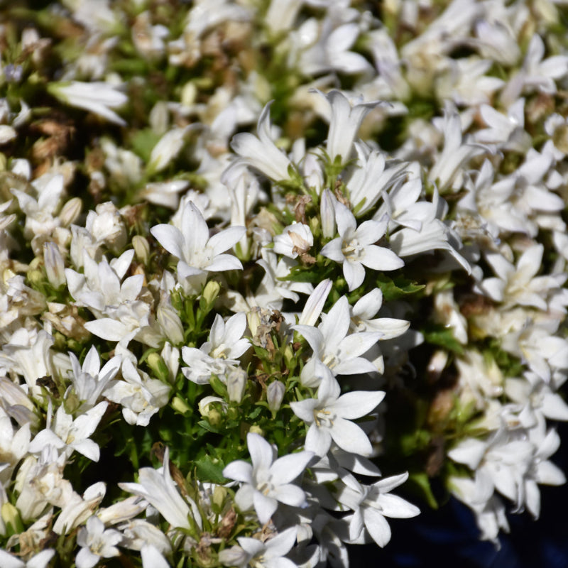 CAMPANULA AMBELLA WHITE
