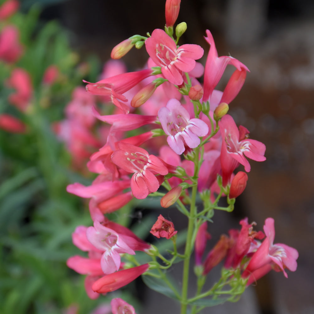 PENSTEMON RED RIDING HOOD