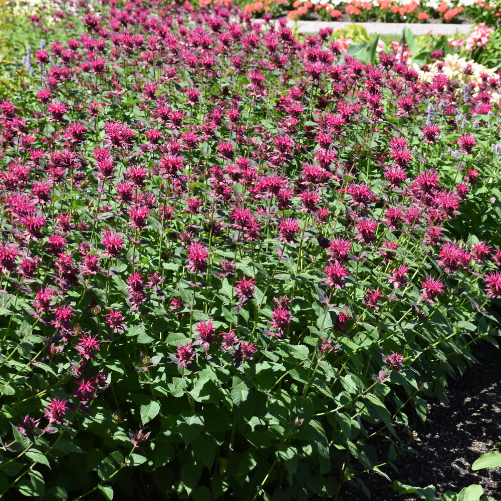 MONARDA RASPBERRY WINE