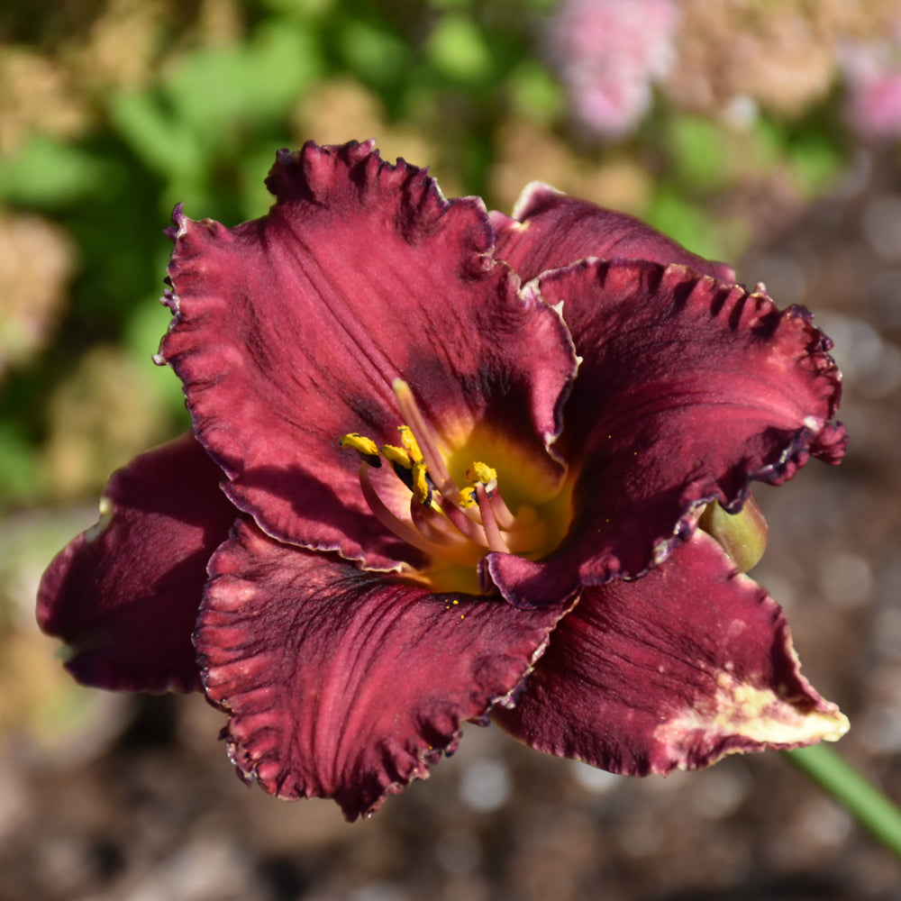 HEMEROCALLIS BERRYLICIOUS