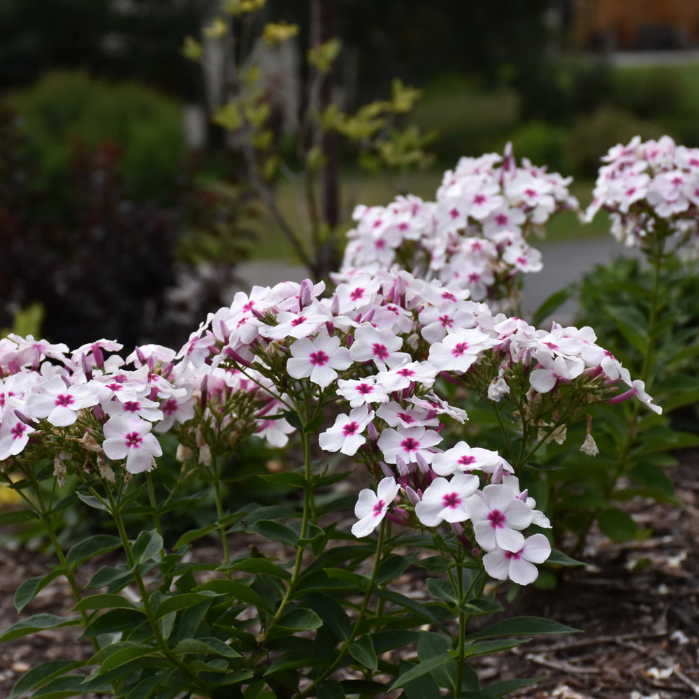 PHLOX FLAME WHITE EYE