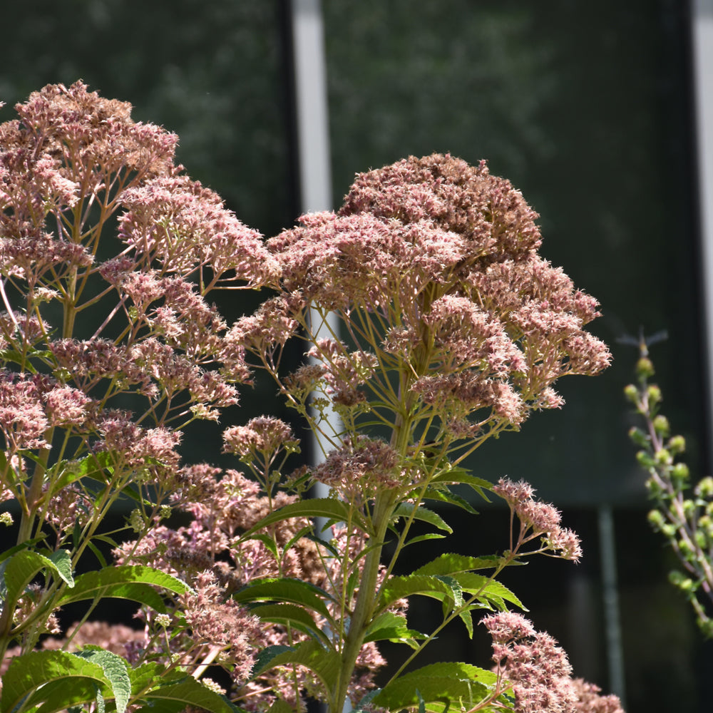 EUPATORIUM FISTULOSUM