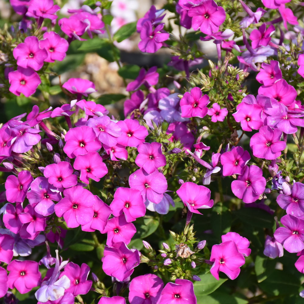 PHLOX KA POW PURPLE