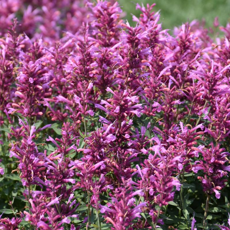 AGASTACHE ROSIE POSIE