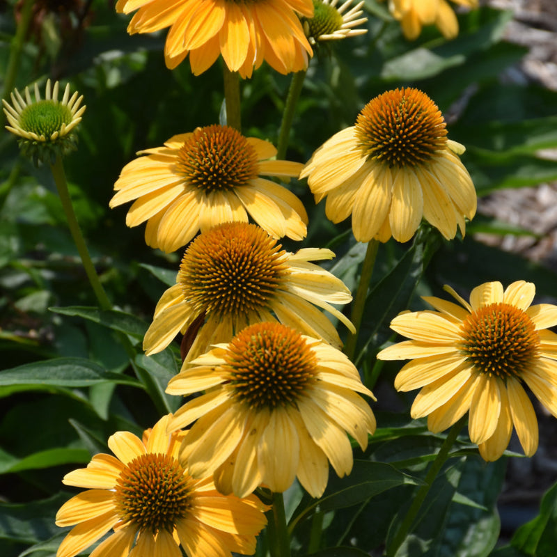 ECHINACEA SOMBRERO GRANADA GOLD