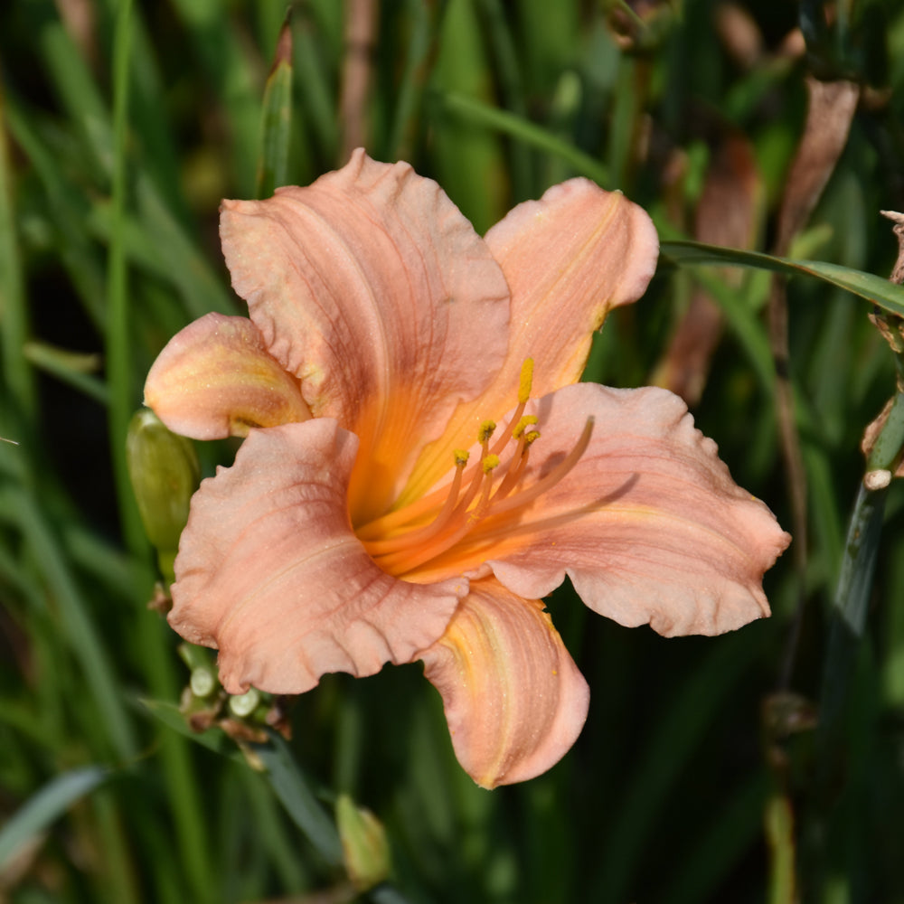 HEMEROCALLIS PINK WING