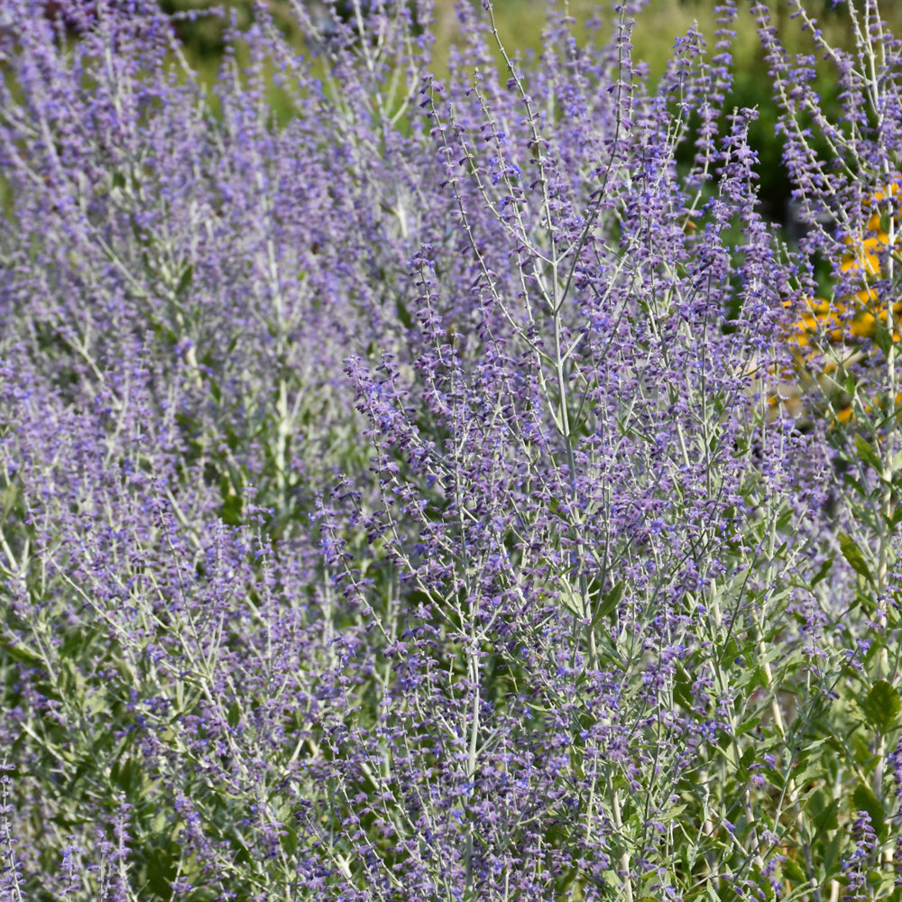 PEROVSKIA BLUE STEEL