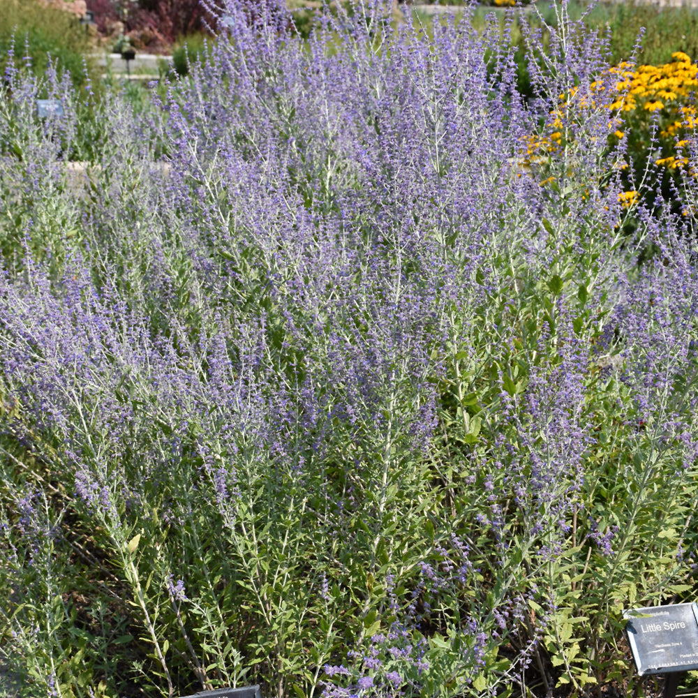 PEROVSKIA BLUE STEEL