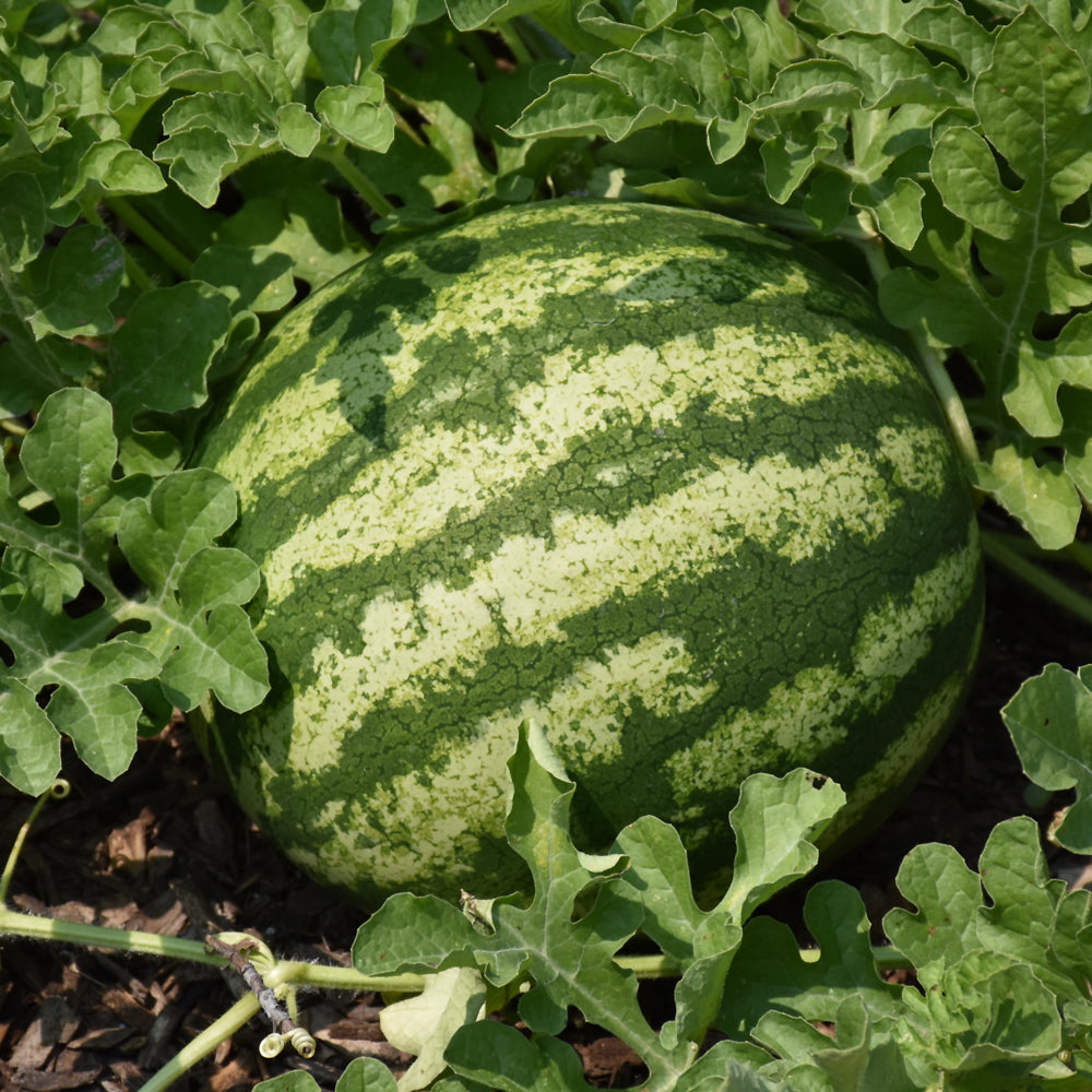Seed- Watermelon Crimson Sweet