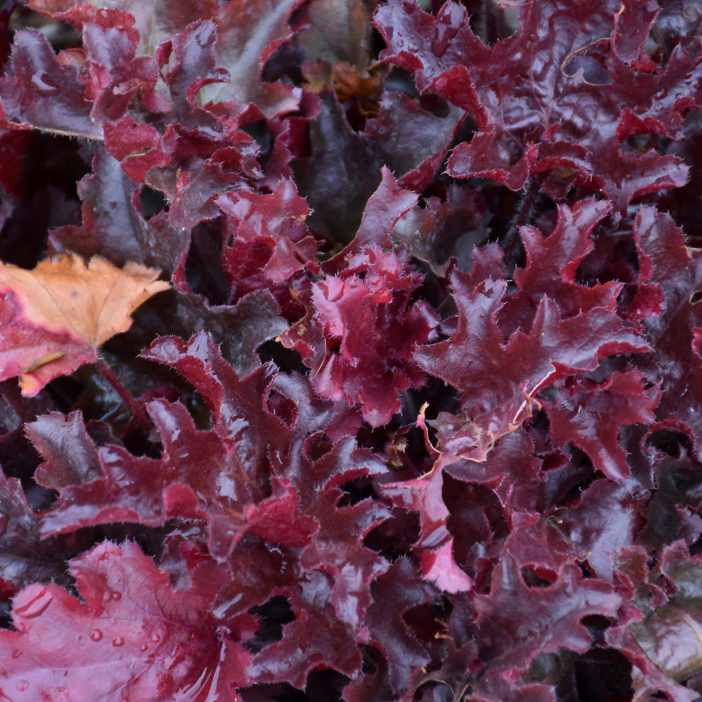 HEUCHERA DOLCE CHERRY TRUFFLES