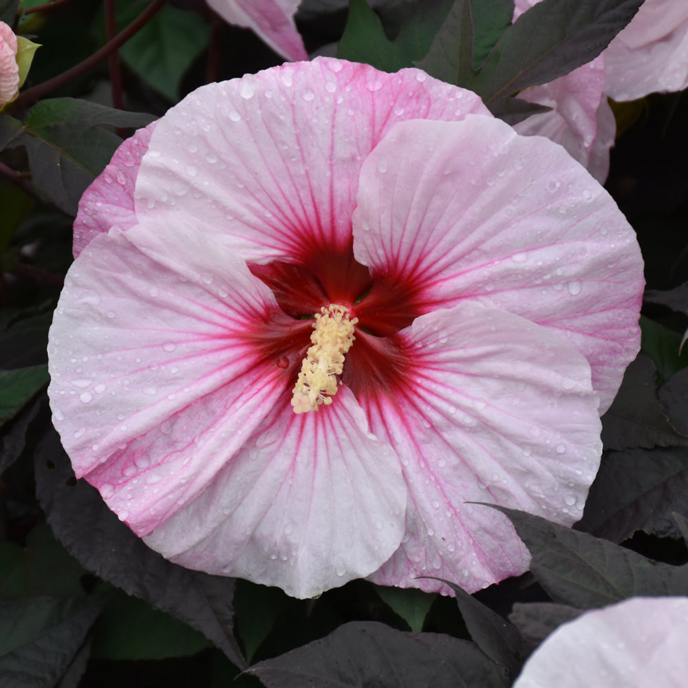 HIBISCUS SUMMERIFIC PERFECT STORM