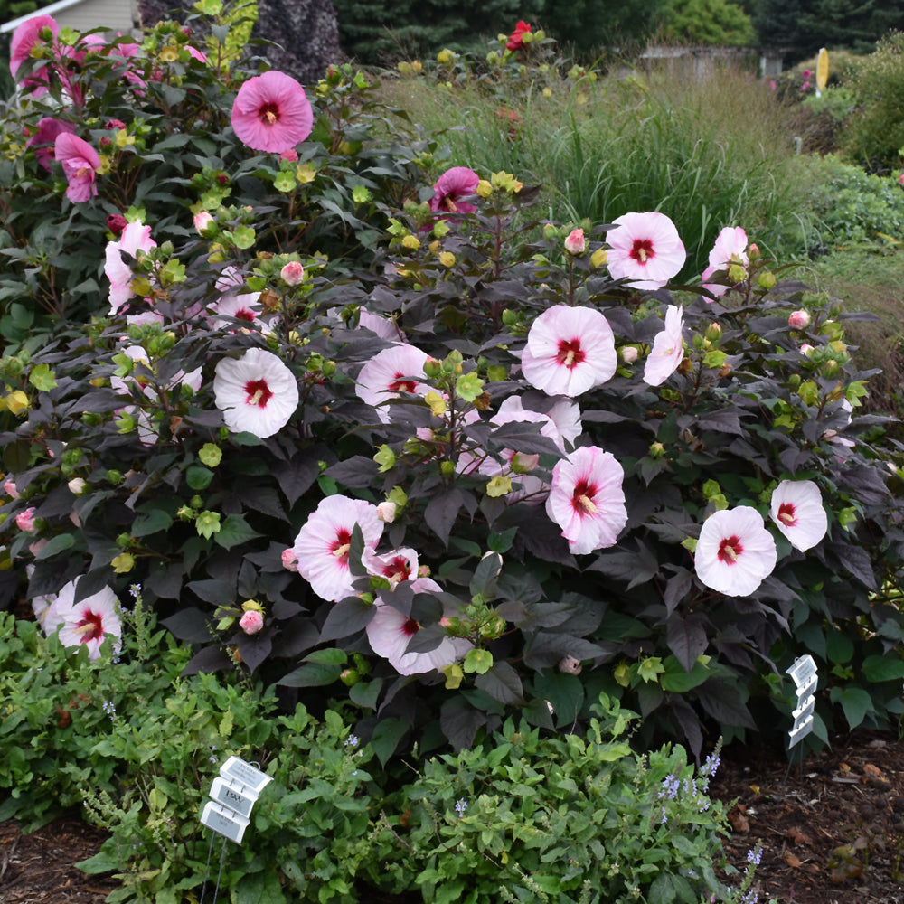 HIBISCUS SUMMERIFIC PERFECT STORM