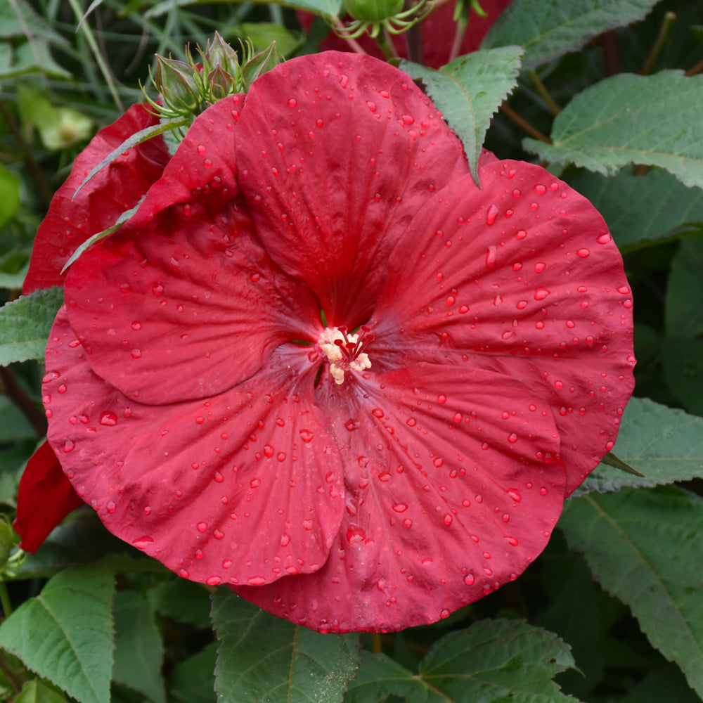 HIBISCUS VINTAGE WINE