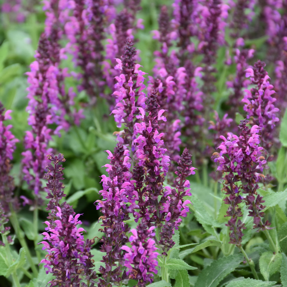 SALVIA BUMBLEBERRY