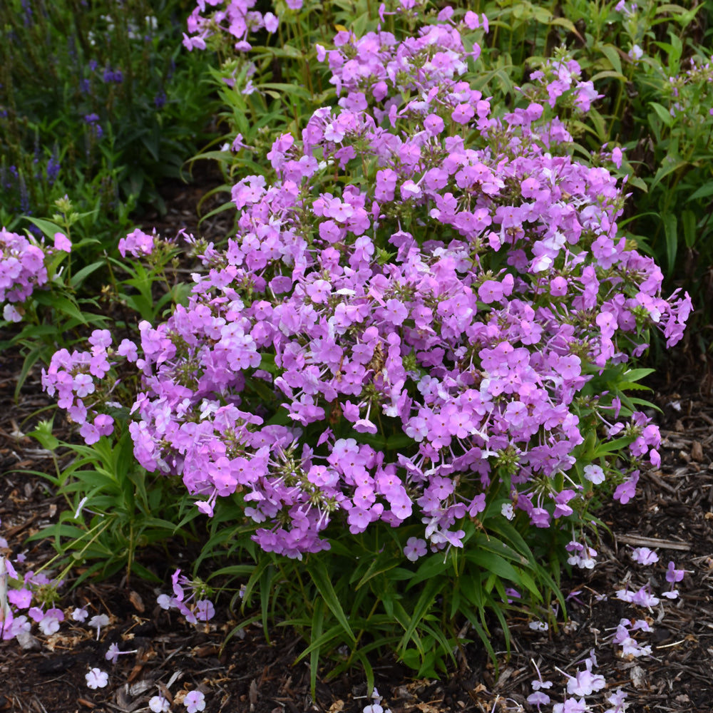 PHLOX FASHIONABLY EARLY PRINCESS