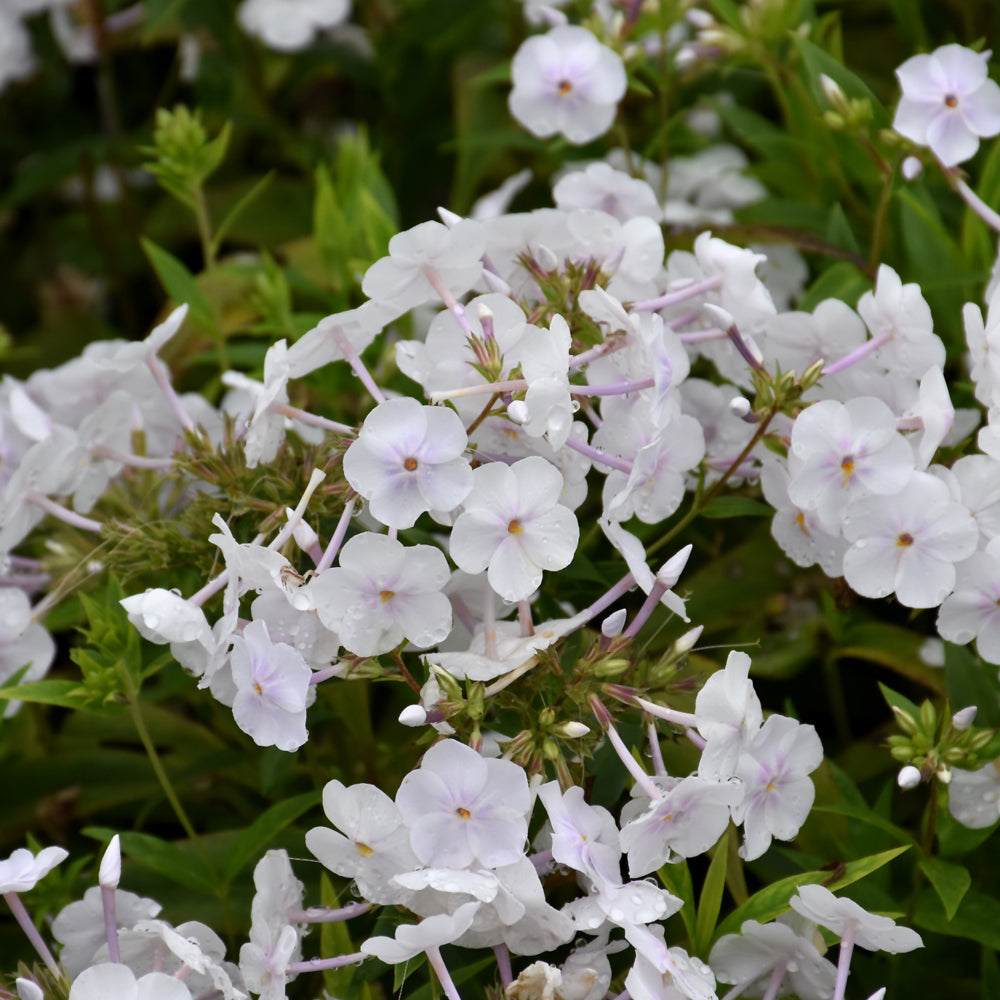 PHLOX FASHIONABLY EARLY CRYSTAL