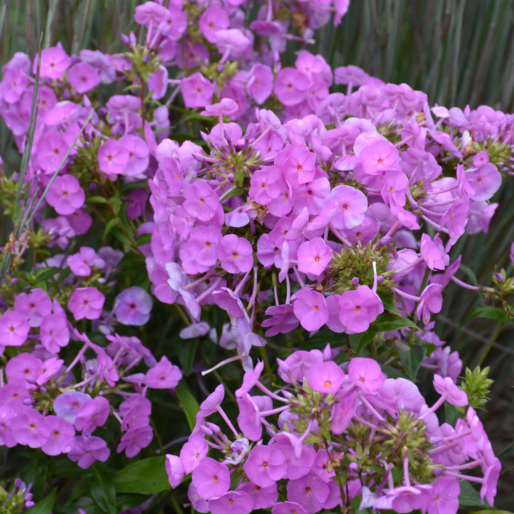 PHLOX FASHIONABLY EARLY FLAMINGO
