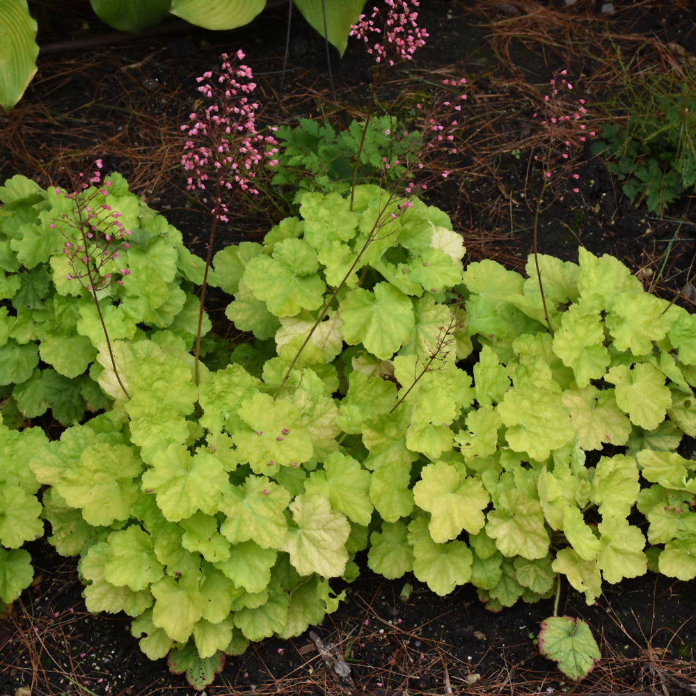 HEUCHERA PRIMO PRETTY PISTACHIO