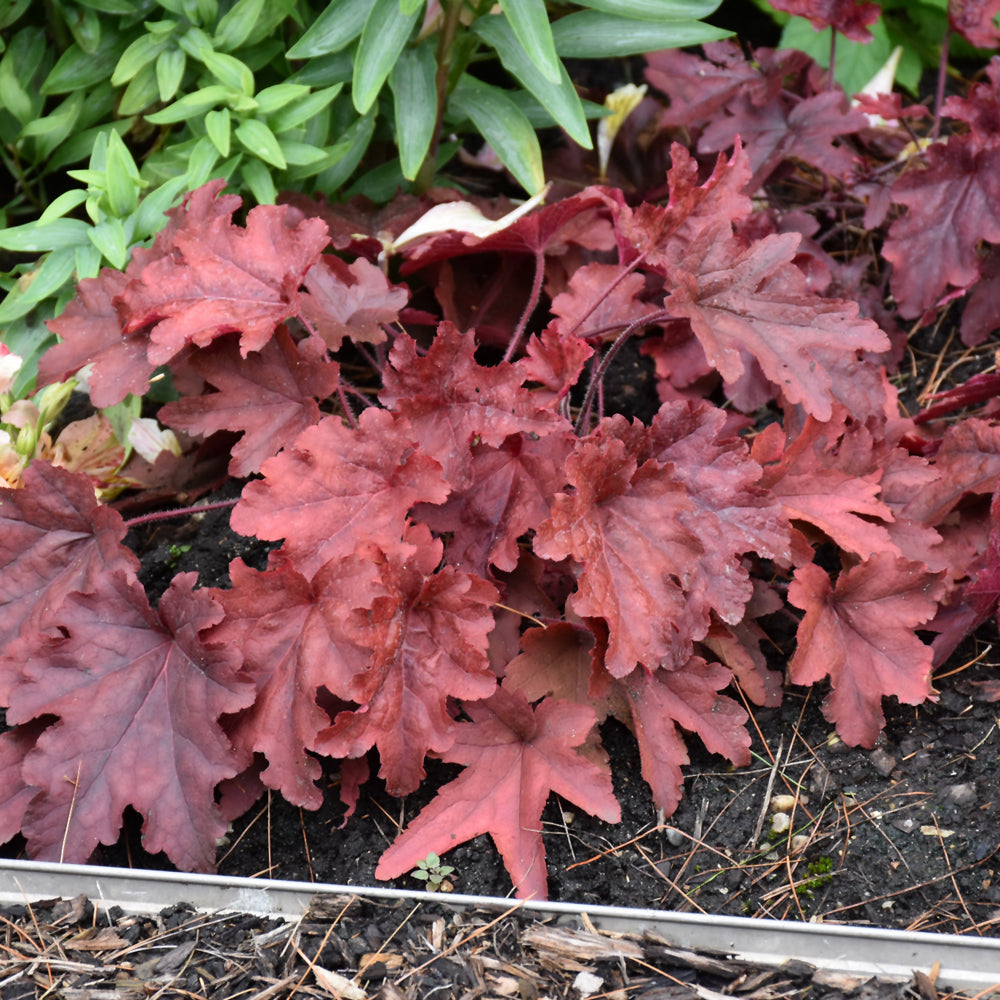 HEUCHERELLA RED ROVER