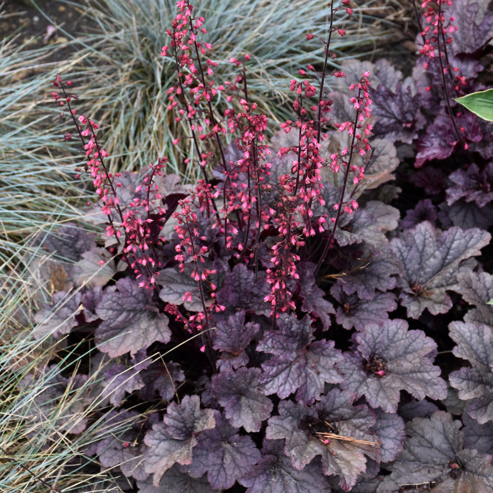 HEUCHERA GRAPE TIMELESS
