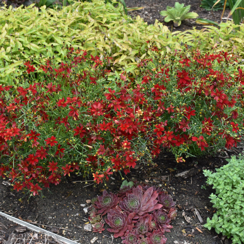 COREOPSIS HOT PAPRIKA