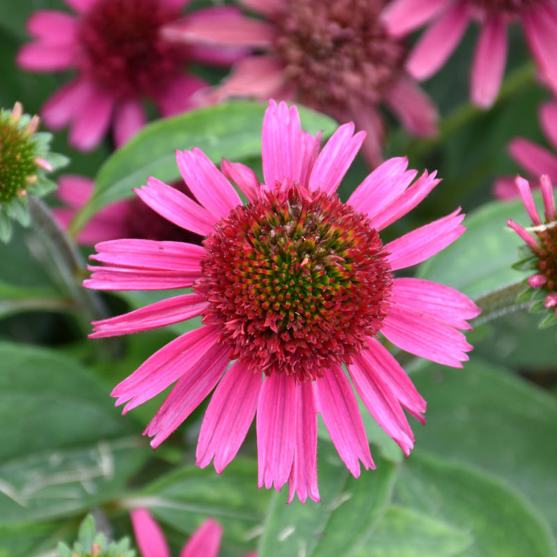 ECHINACEA DELICIOUS CANDY