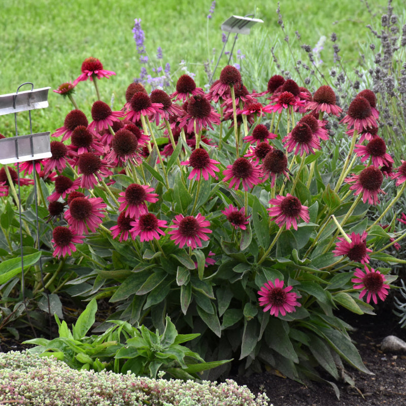 ECHINACEA DELICIOUS CANDY