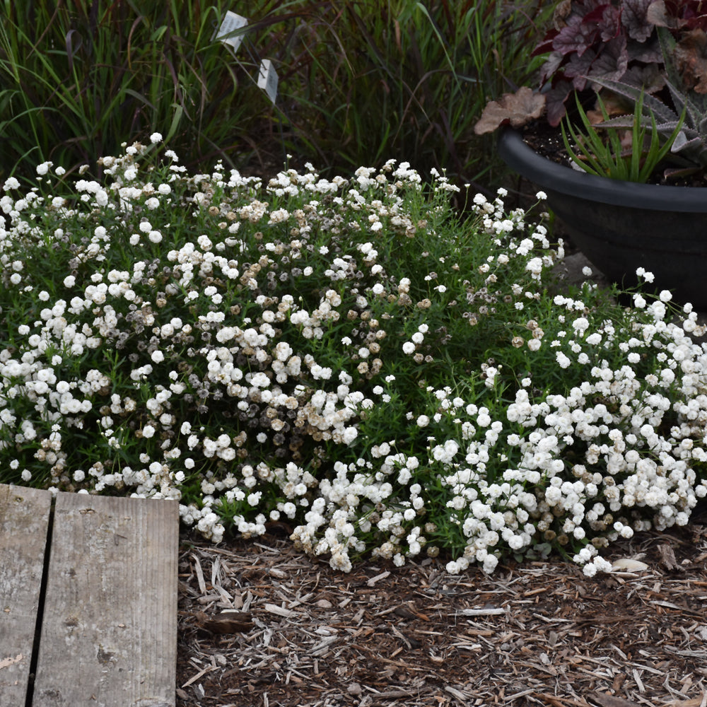 ACHILLEA PETER COTTONTAIL
