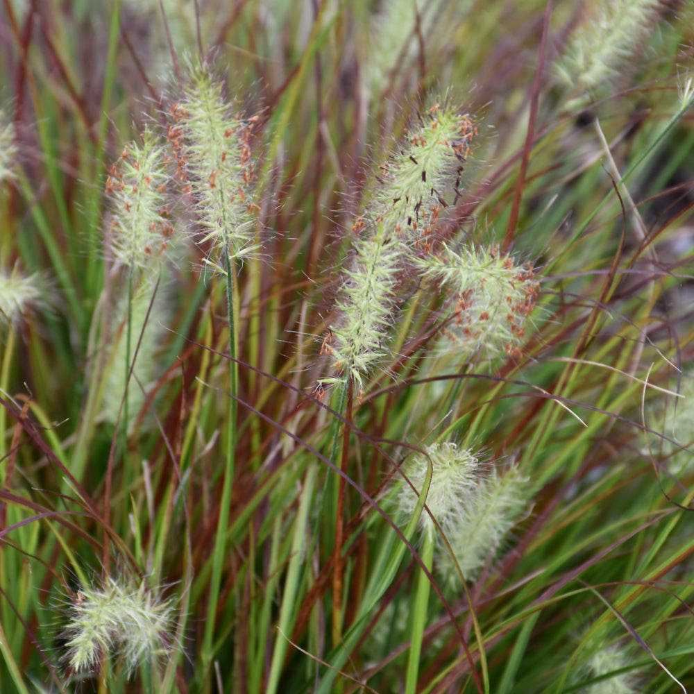 PENNISETUM BURGUNDY BUNNY