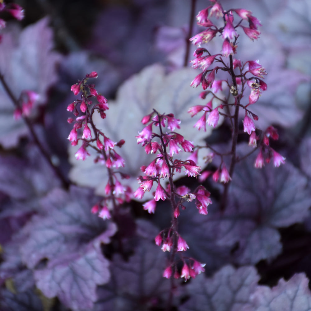 HEUCHERA PINK PANTHER